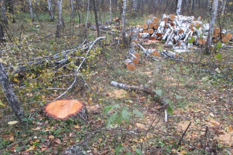 🌲 В Шатровском округе полицией задержан подозреваемый в незаконной рубке лесных насажд...