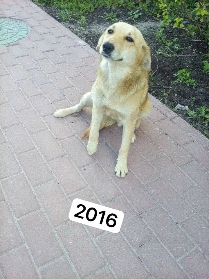 Май 2016. Сбитую Фиону спасли, собрали по частям и привезли в приют. Ей было 11 месяцев.