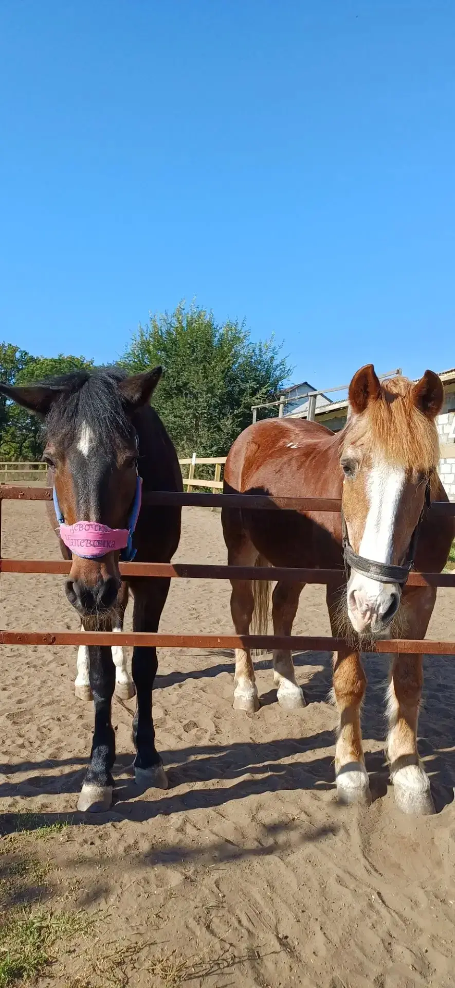 🐴 Путешествие в настоящую «Сказку»: как прошел день первоклассников в конном клубе!