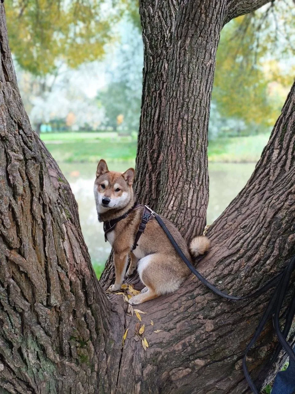 Доброе утро! ☀️🌳🐾