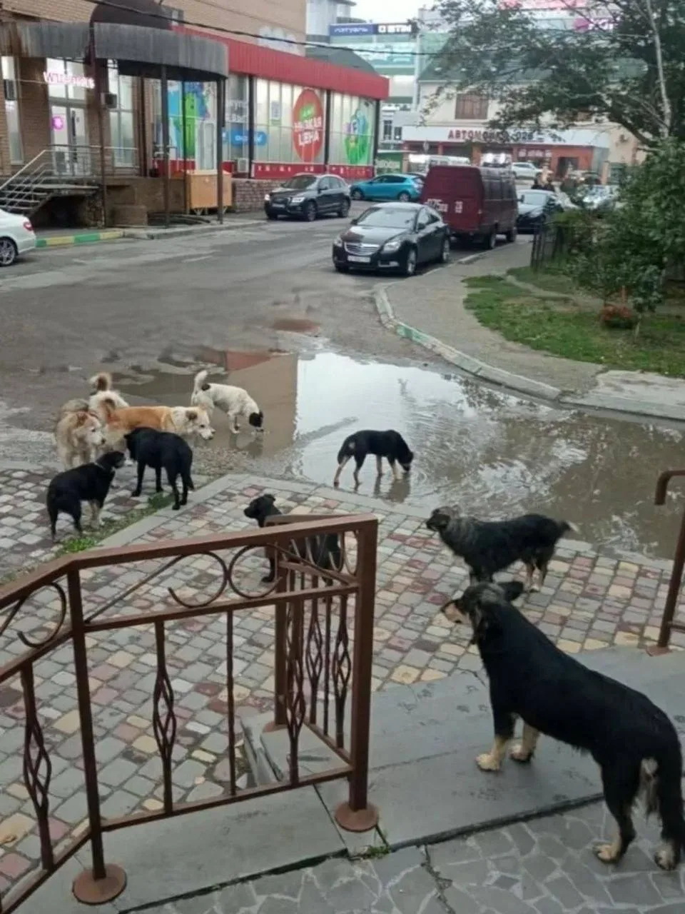Стаи бездомных псов разгуливают у школ и детсадов Минвод.