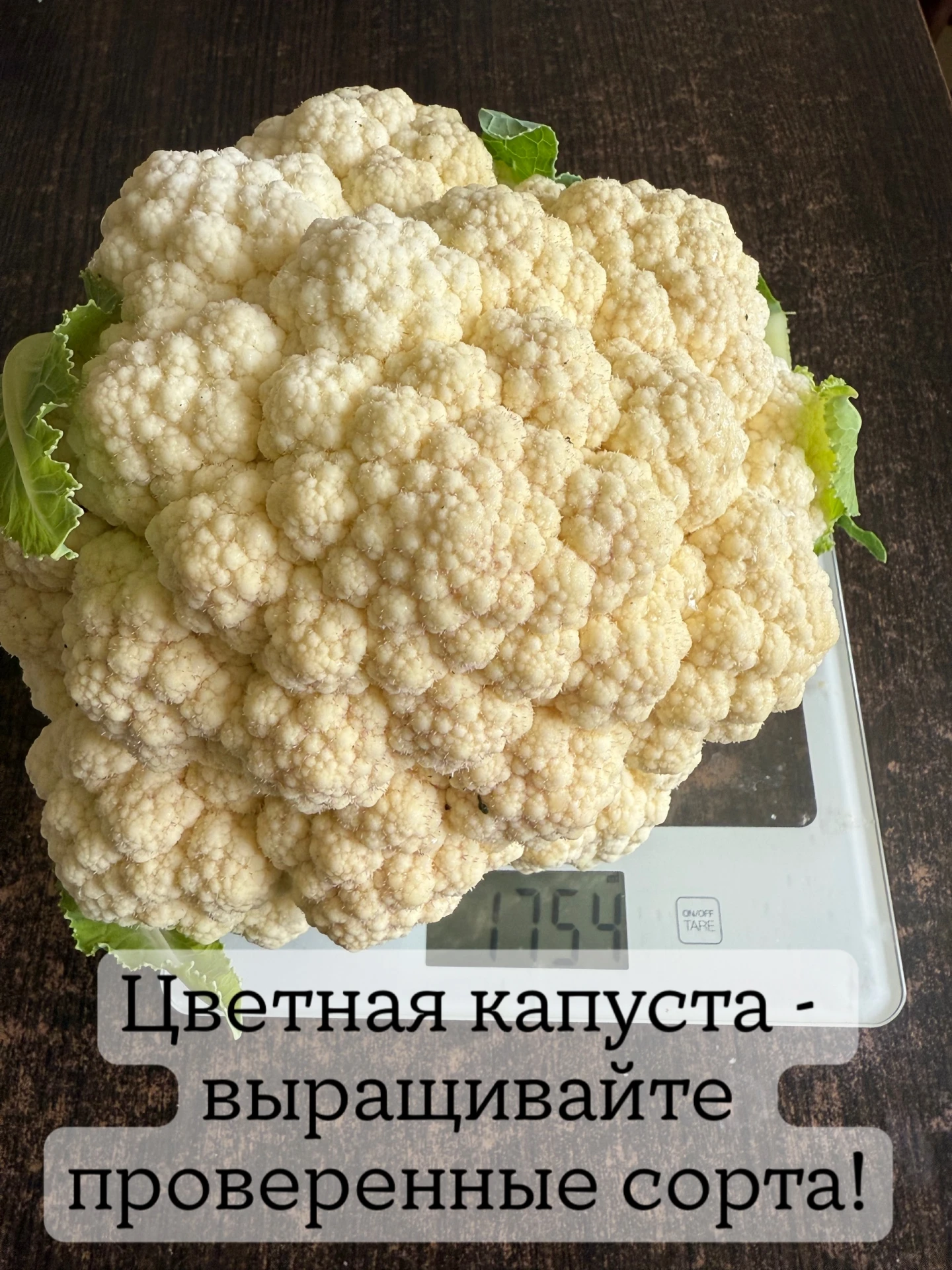 🥦 Цветная капуста без сюрпризов! Мои проверенные 2 сорта, которые дают отличные головки!