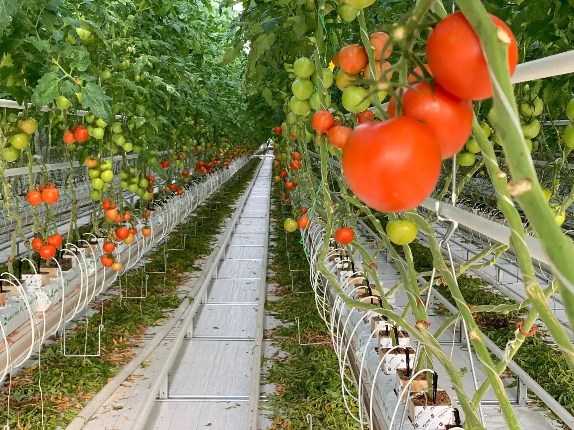 На 3% выросло производство тепличных овощей на Ставрополье