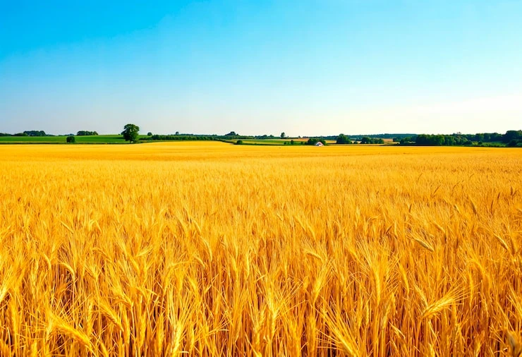 🌻 15  октябрь
