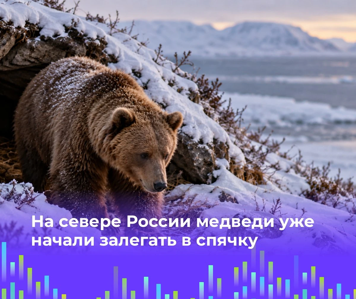 🐻 На севере России медведи уже начали залегать в спячку