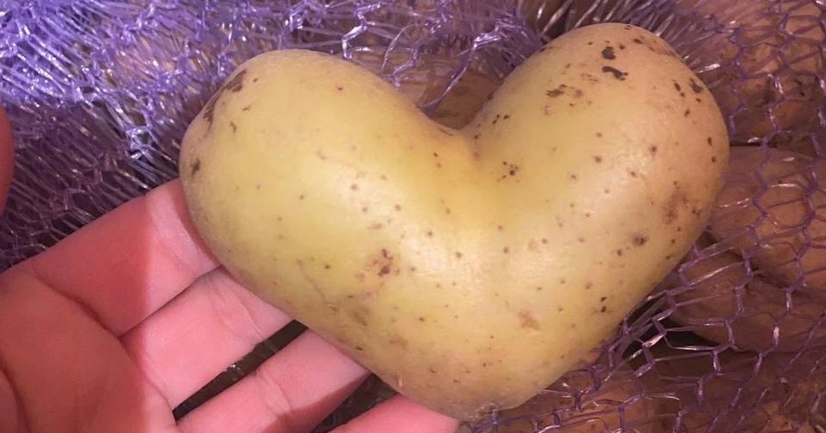В Лыткарине нашли картошку‑в‑форме‑сердца 🥔❤️