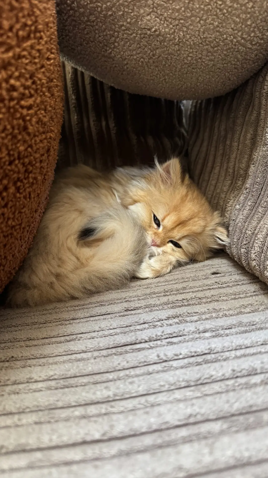 👉Котя