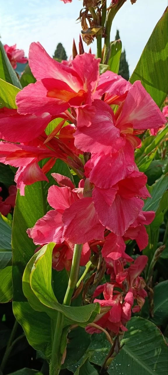 🌸☘️Сегодня в Никитском ботаническом саду. Фото Натальи и Дмитрия Черемисиных