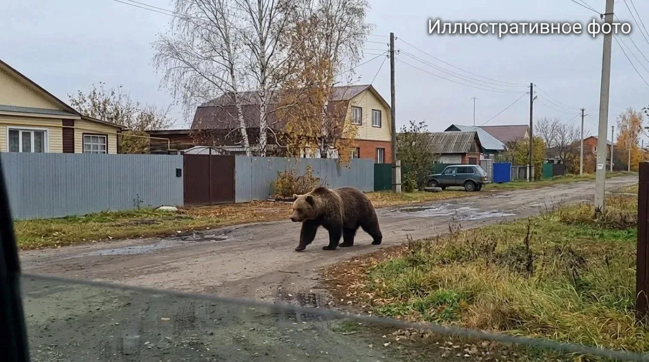 😱Медведя заметили в селе Санниково под Барнаулом