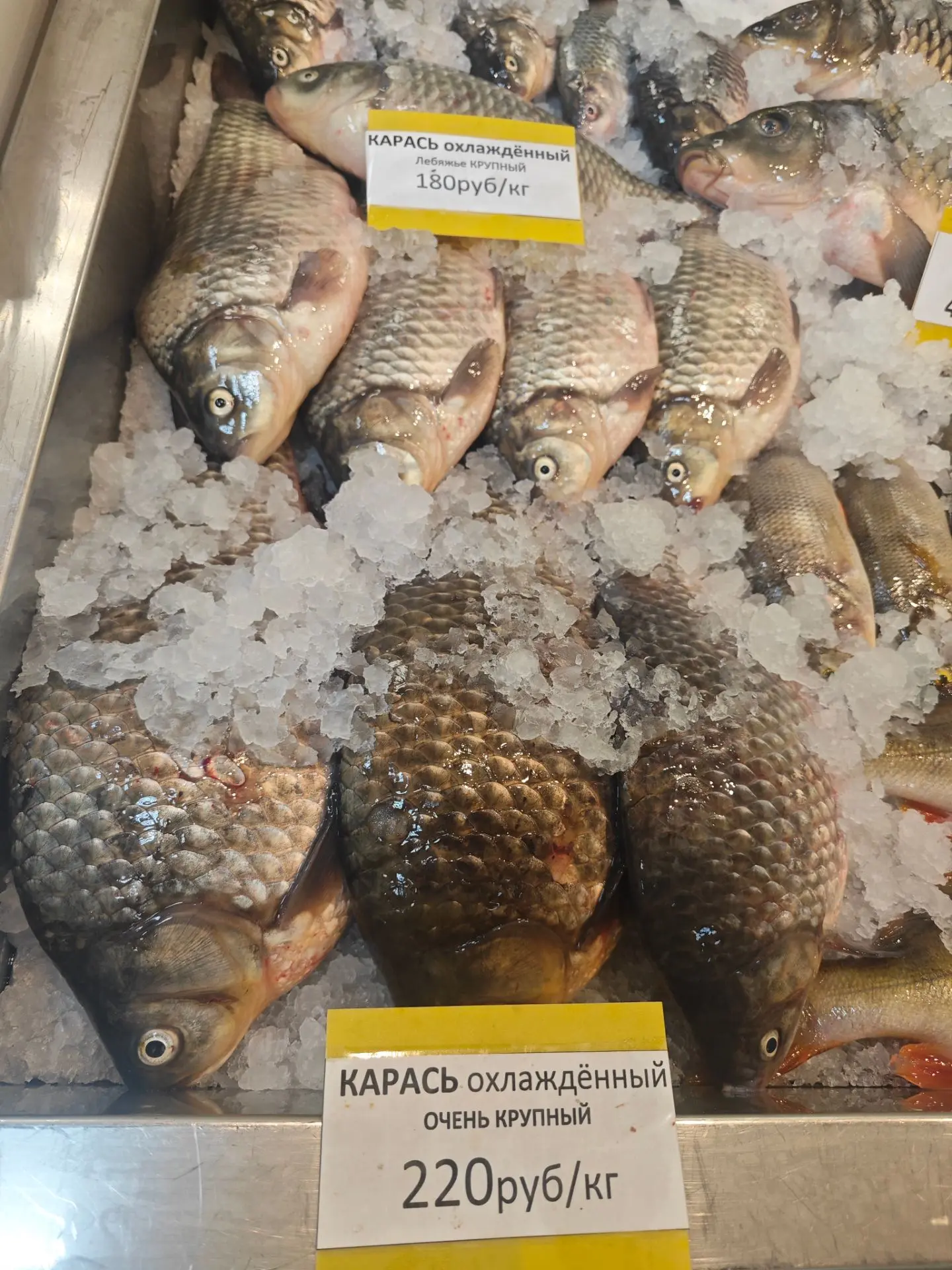 🐟 ВИТРИНА СНОВА ПОПОЛНИЛАСЬ! 🐟