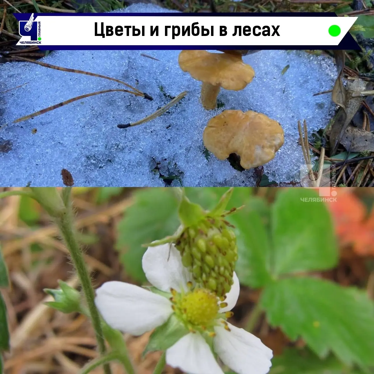 🍓 Перепутали сезоны? В лесах снова растут лисички и цветет земляника