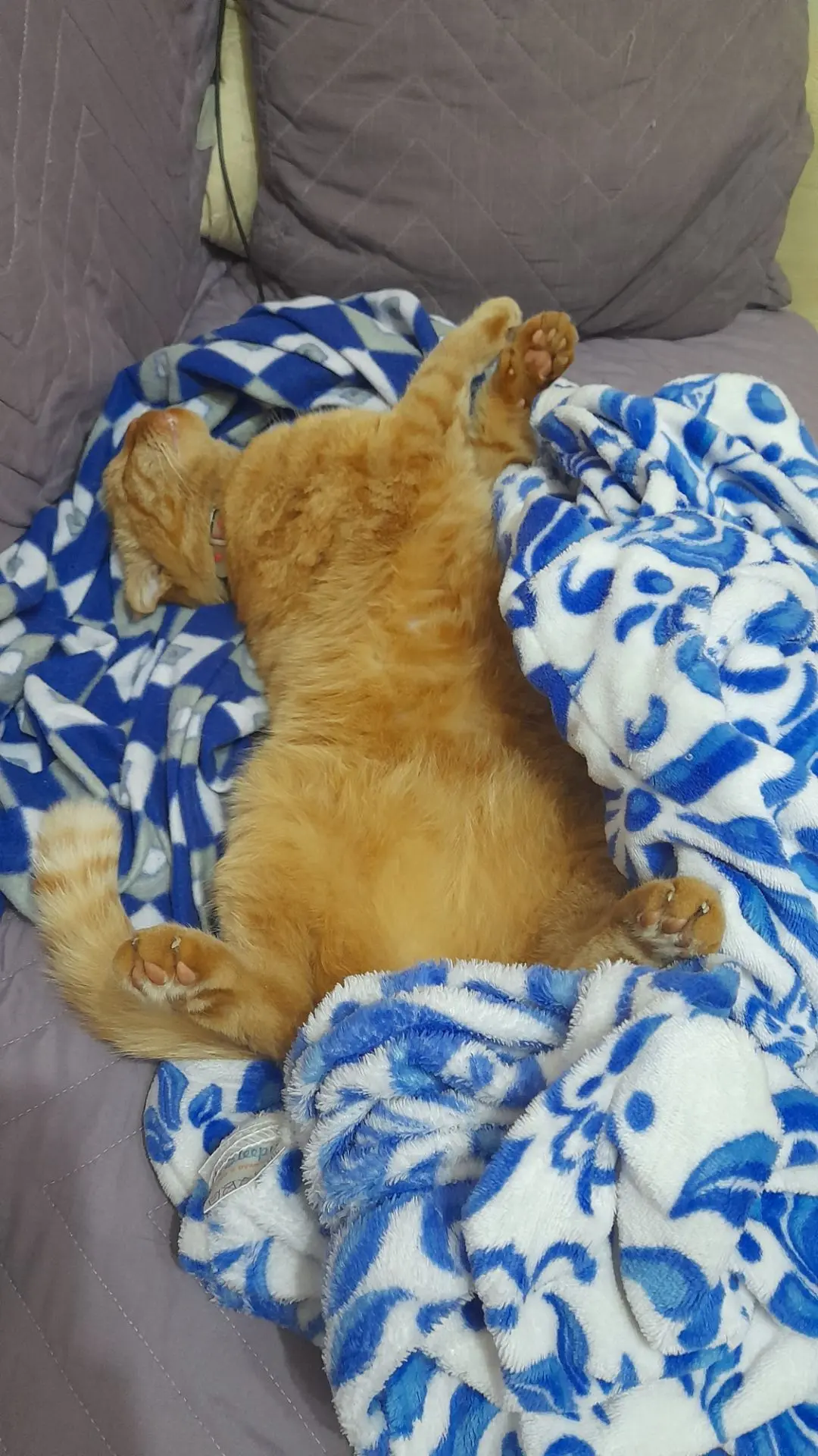 Мур, Персик на связи!🐱