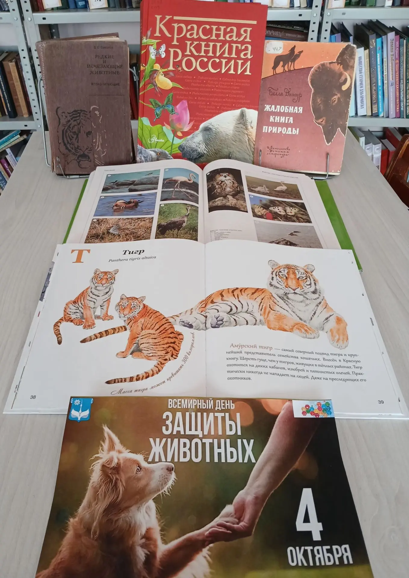 🎉 Ко Дню защиты животных в библиотеке с. Чумикан открыта выставка «В мире животных»!