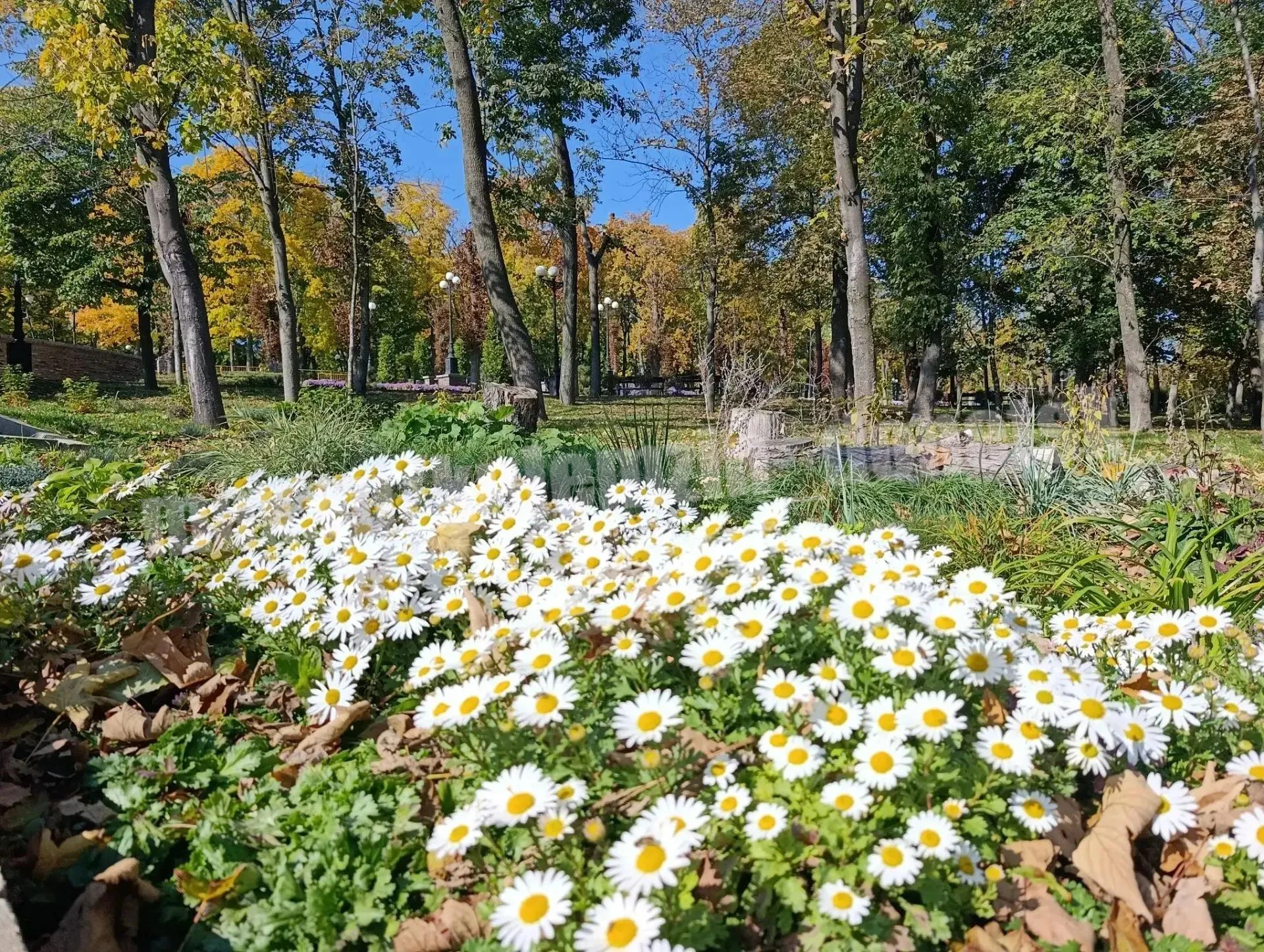 🍁 В начале октября, когда воздух становится прозрачным, парк им. А.С. Щербакова дарит ...