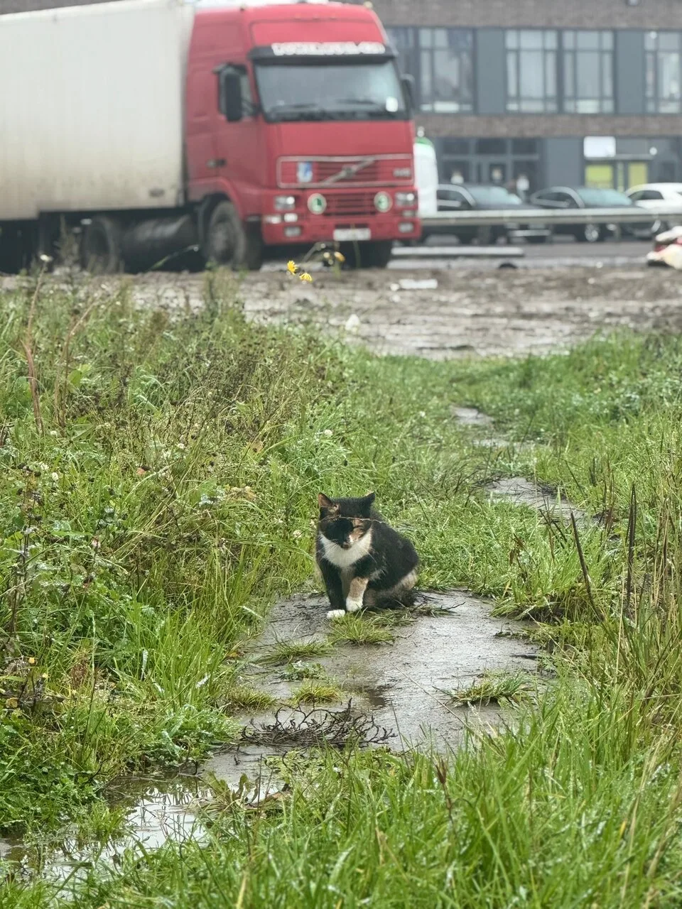 Котёнок потерялся у остановки