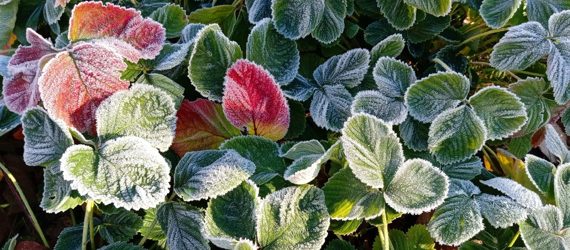 🍁 Первые заморозки в Поморье