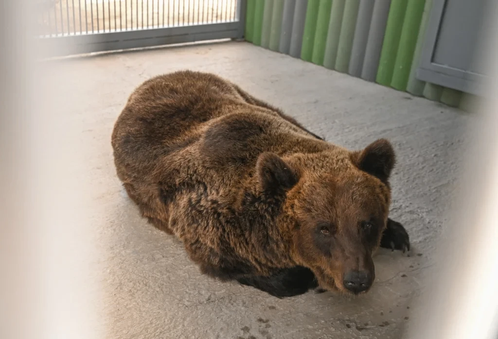 🐻  Из тесных клеток — в просторный вольер: медведиц Машу и Дашу спасли активисты