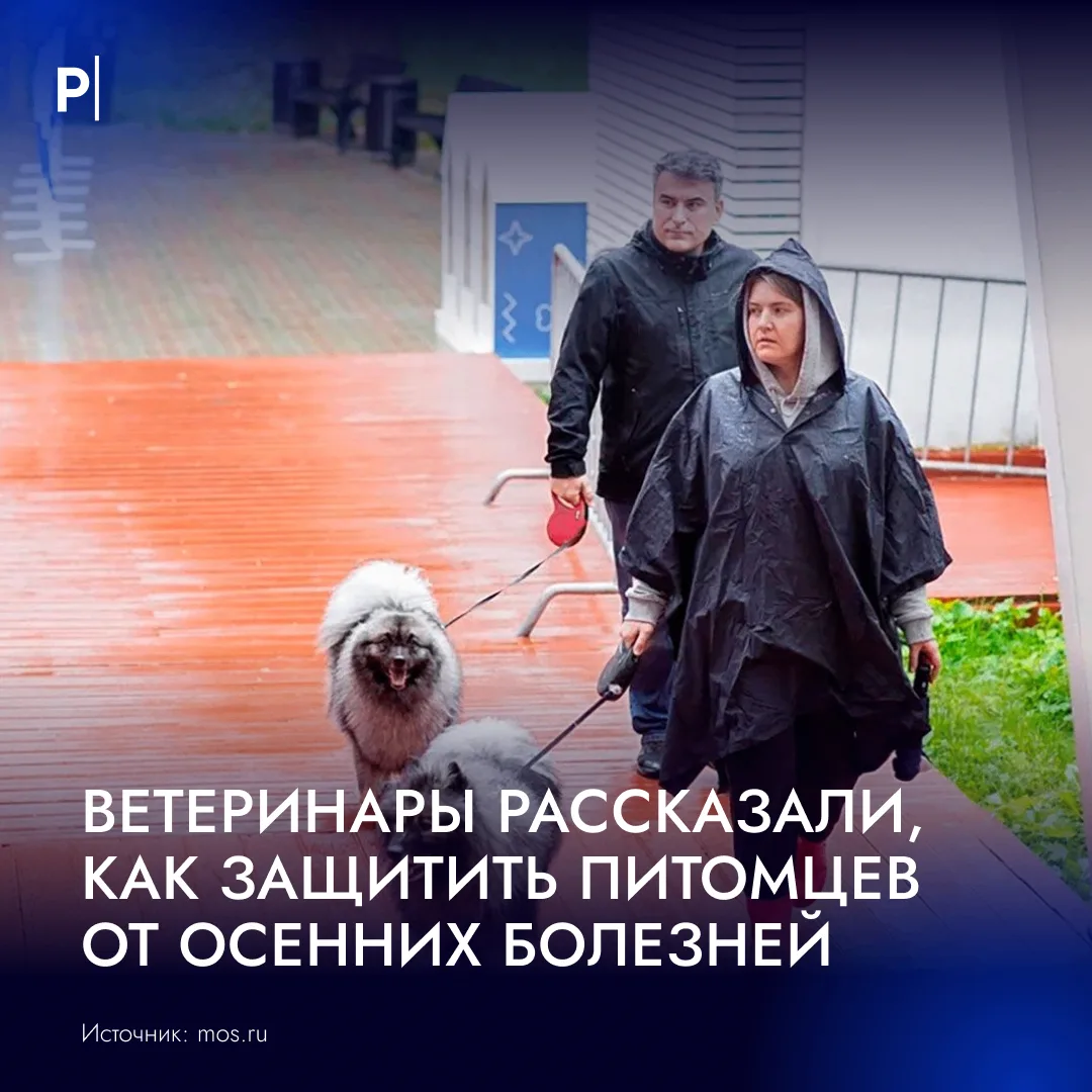 🐾 Ветеринары назвали самые распространенные осенние болезни домашних животных.