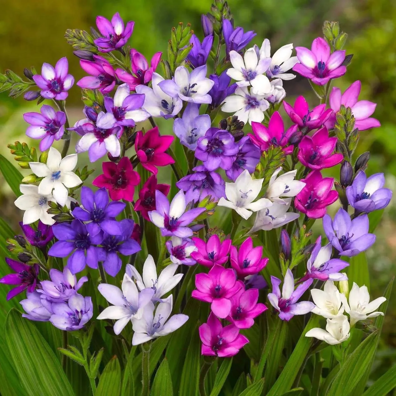 Бабиана 💐