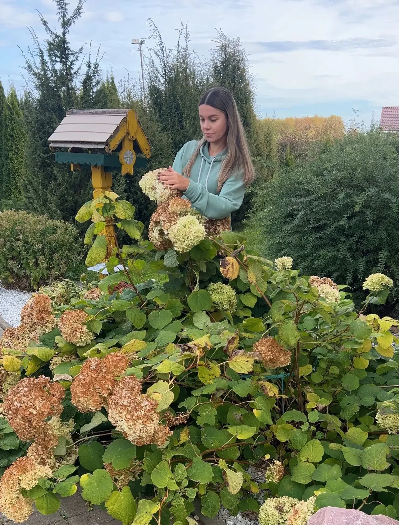 Про обрезку гортензии 🌸