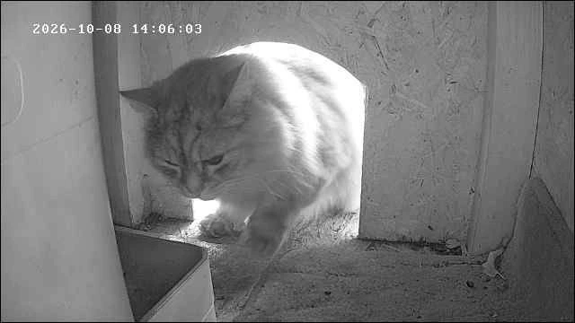 Обратная сторона котожопы.