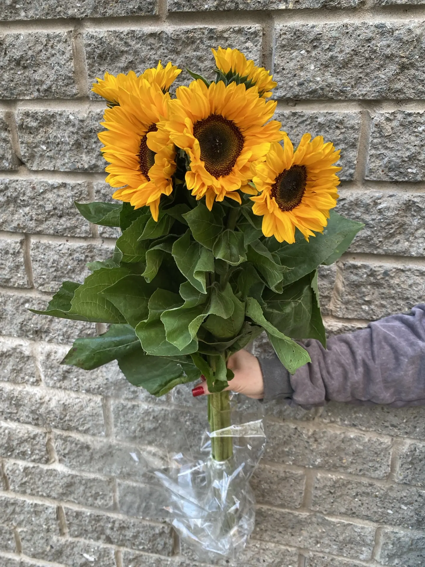 Подсолнух мини 🌻