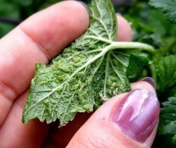 Тля на смородине: как победить без химии 🌿