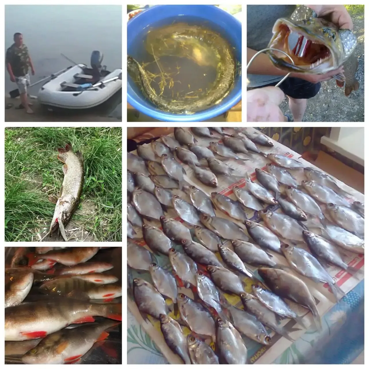 💙 Мой папа — самый умелый рыбак!🎣