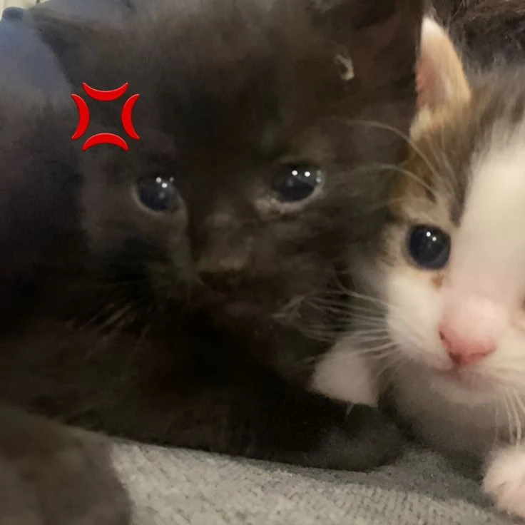 котики🐈‍⬛🩷