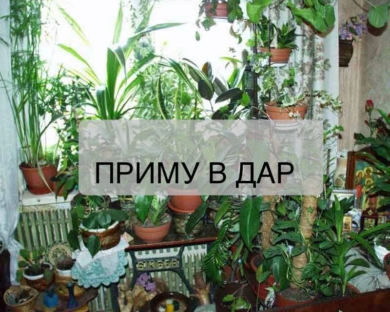 ПРИМУ В ДАР ИЛИ КУПЛЮ НЕДОРОГО