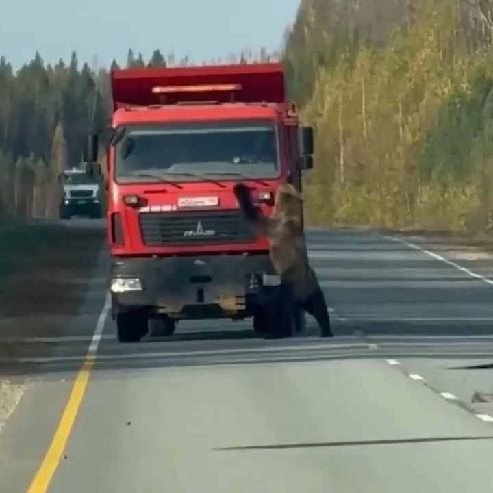 ХМАО, медведь вышел на трассу и развлёкся с дорожными знаками 🐻