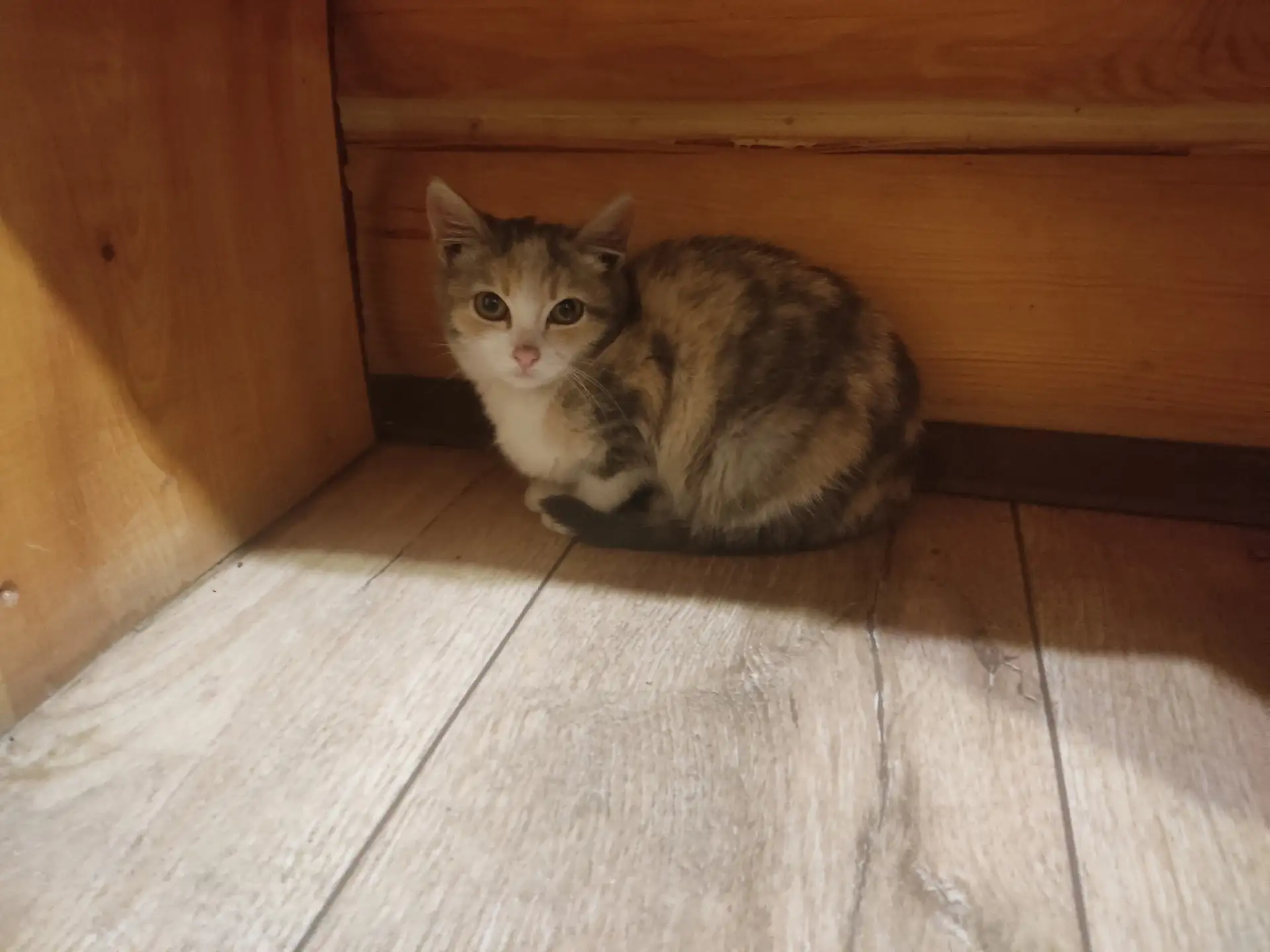 Потерялся котенок, трехцветный окрас (Екатеринбург, Ботаника)