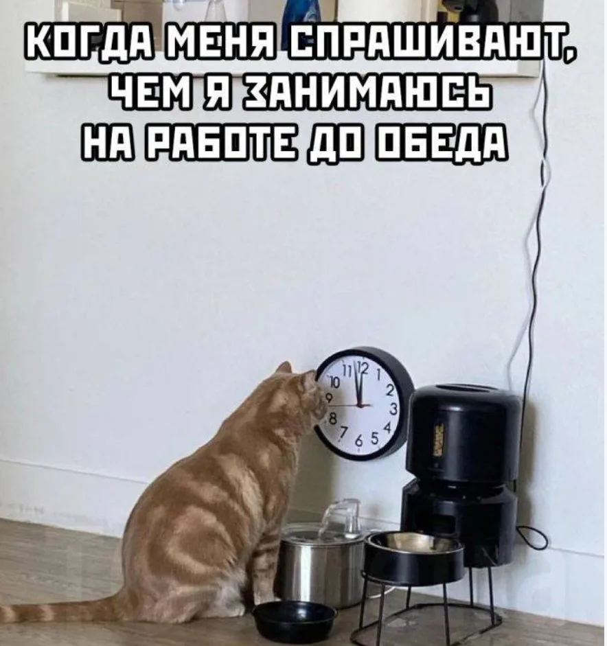 Главное в работе — это правильно распределить силы: до обеда бороться с голодом, а посл...