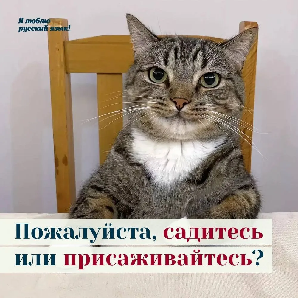 🪑Поднимите руку те, кто считает, что «присаживайтесь» — это просто вежливая просьба се...