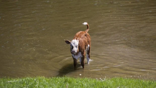 Очаг бруцеллеза крупного рогатого скота обнаружили в Алтайском крае 🐮