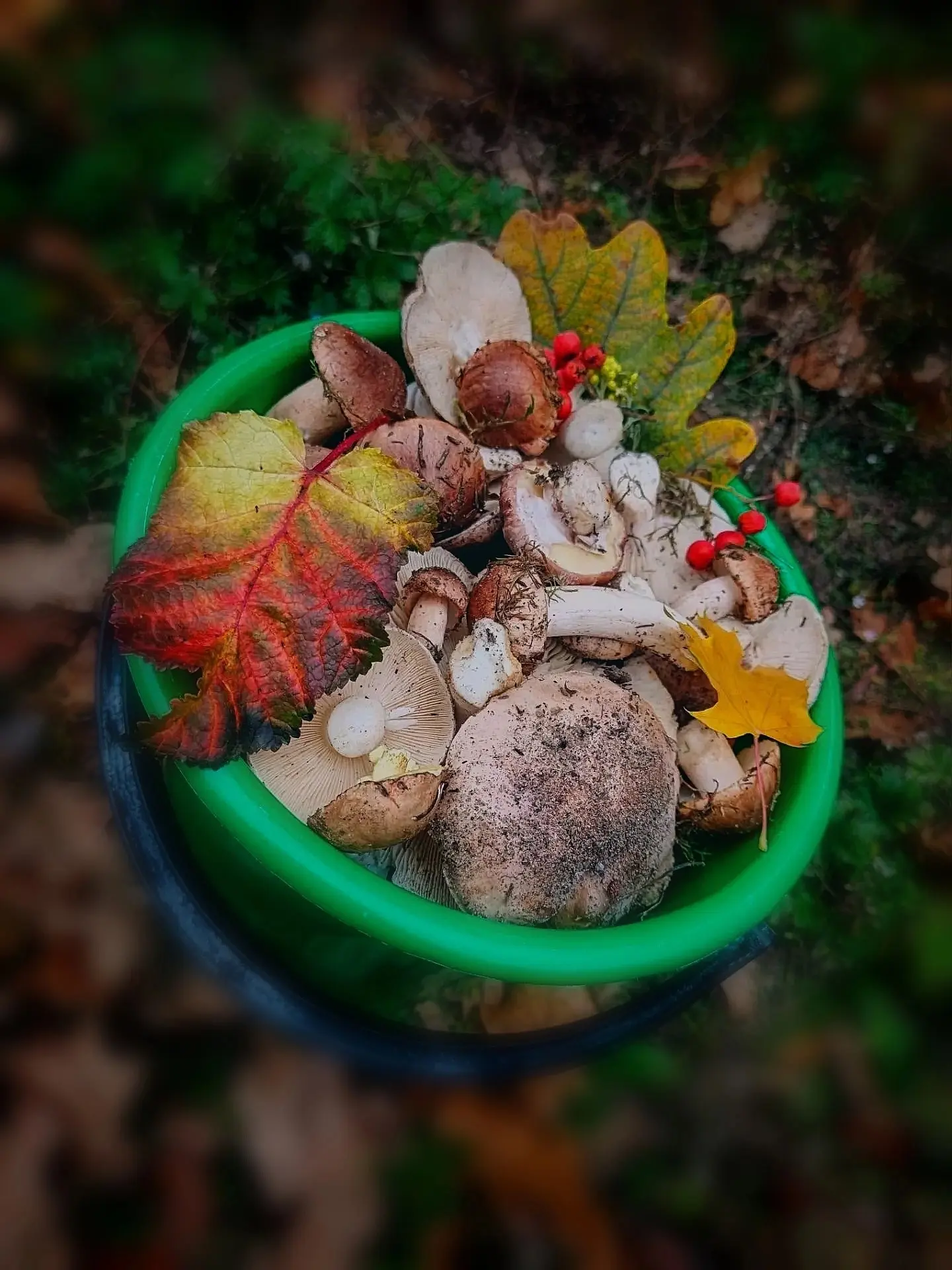 Лесная магия. 🍂🍄🍃
