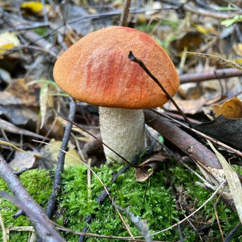 🍄🍄🍄Грибное настроение