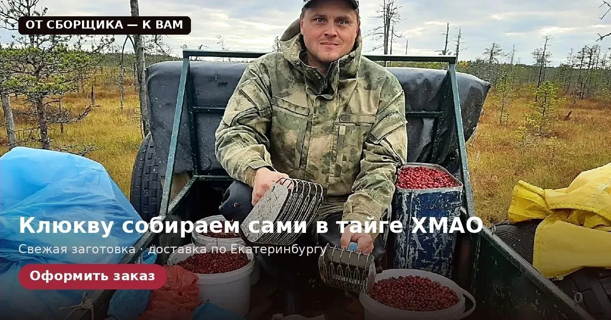 Стартует предзаказ на свежую таёжную клюкву из ХМАО — и это не та ягода, что лежит в ма...