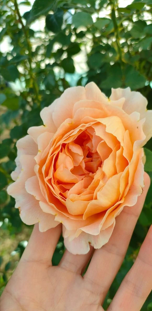 Ароматная красавица 🧡