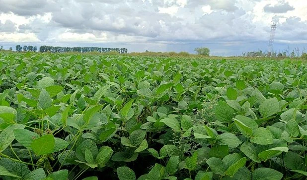 🌱 АмурБио: как российские учёные и инженеры доказали, что сою можно выращивать без химии.
