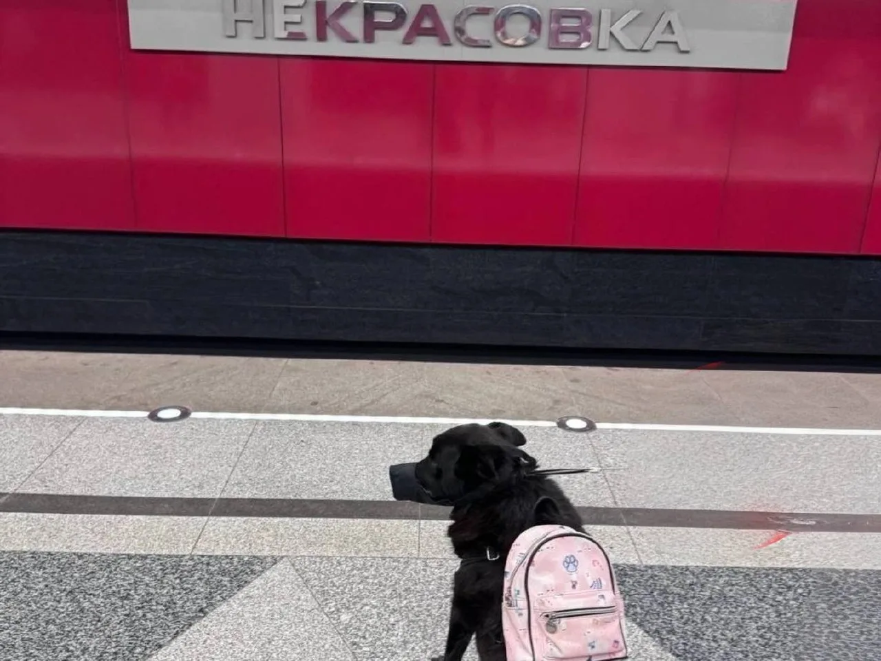 🐕 На станции метро «Некрасовка» заметили собаку с рюкзаком