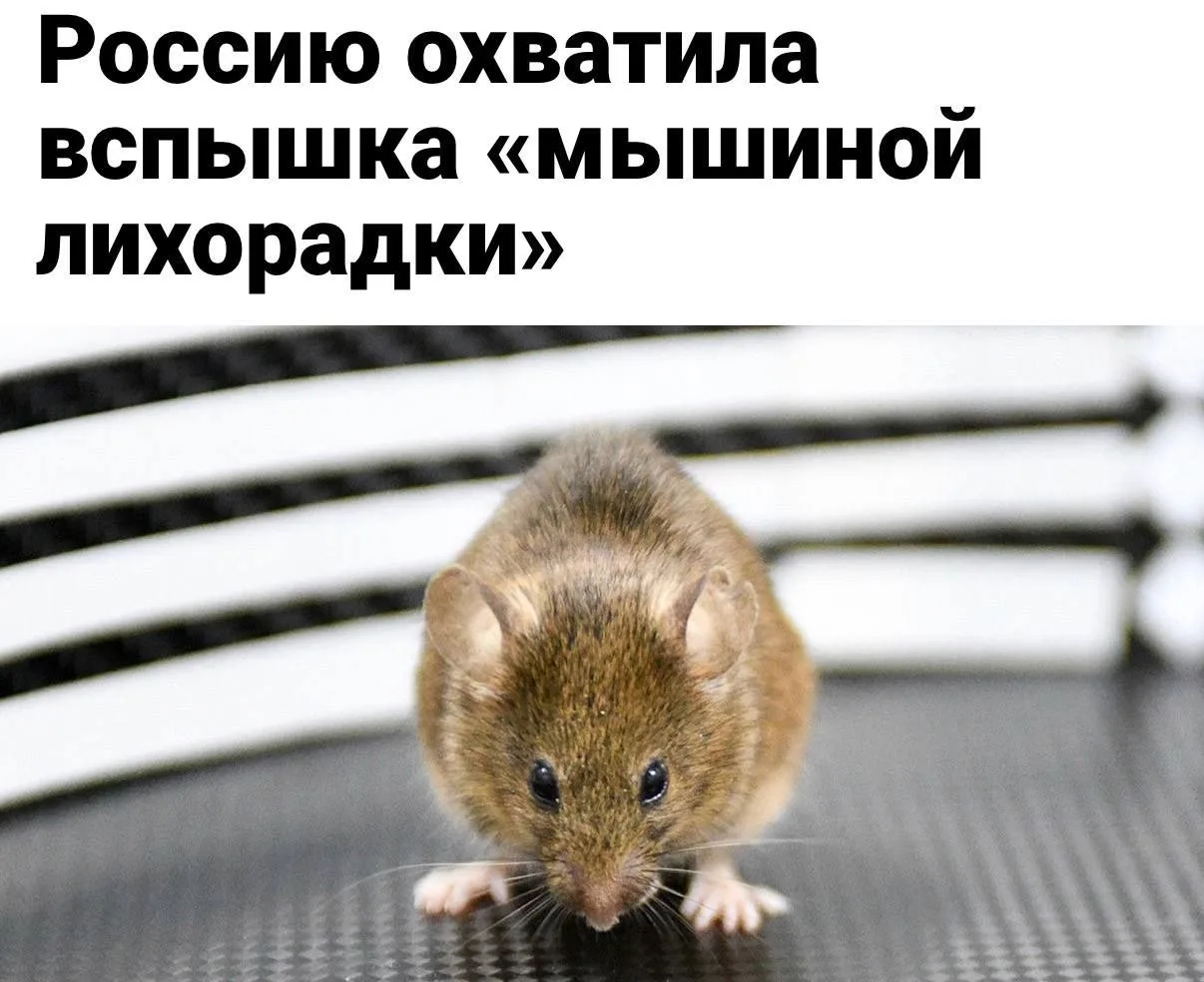 😷Россию накрыла вспышка «мышиной лихорадки» — уже более 1500 россиян заразились опасно...