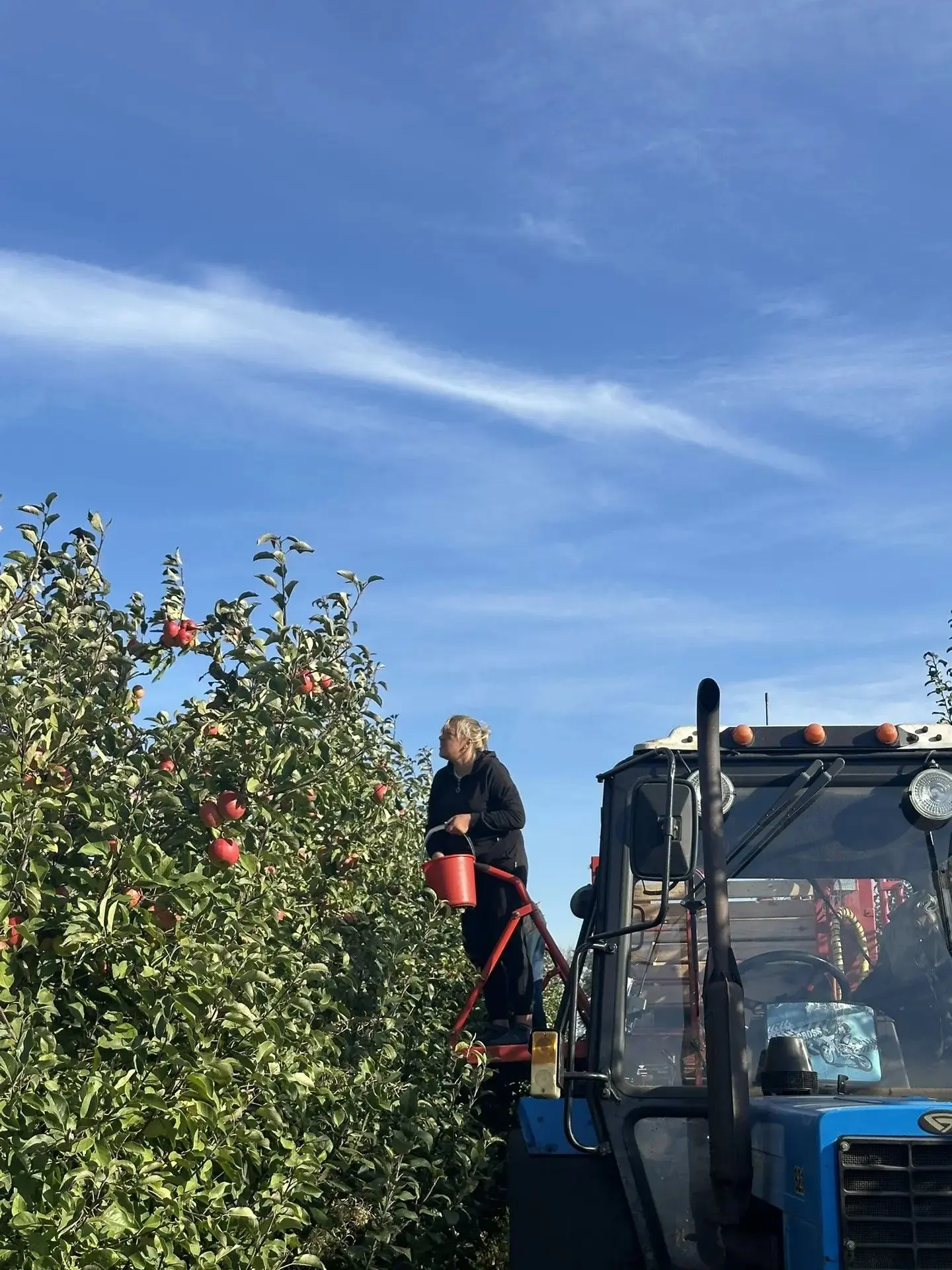 В акционерном обществе «Бобравское» идёт сбор урожая яблок🍎⁣