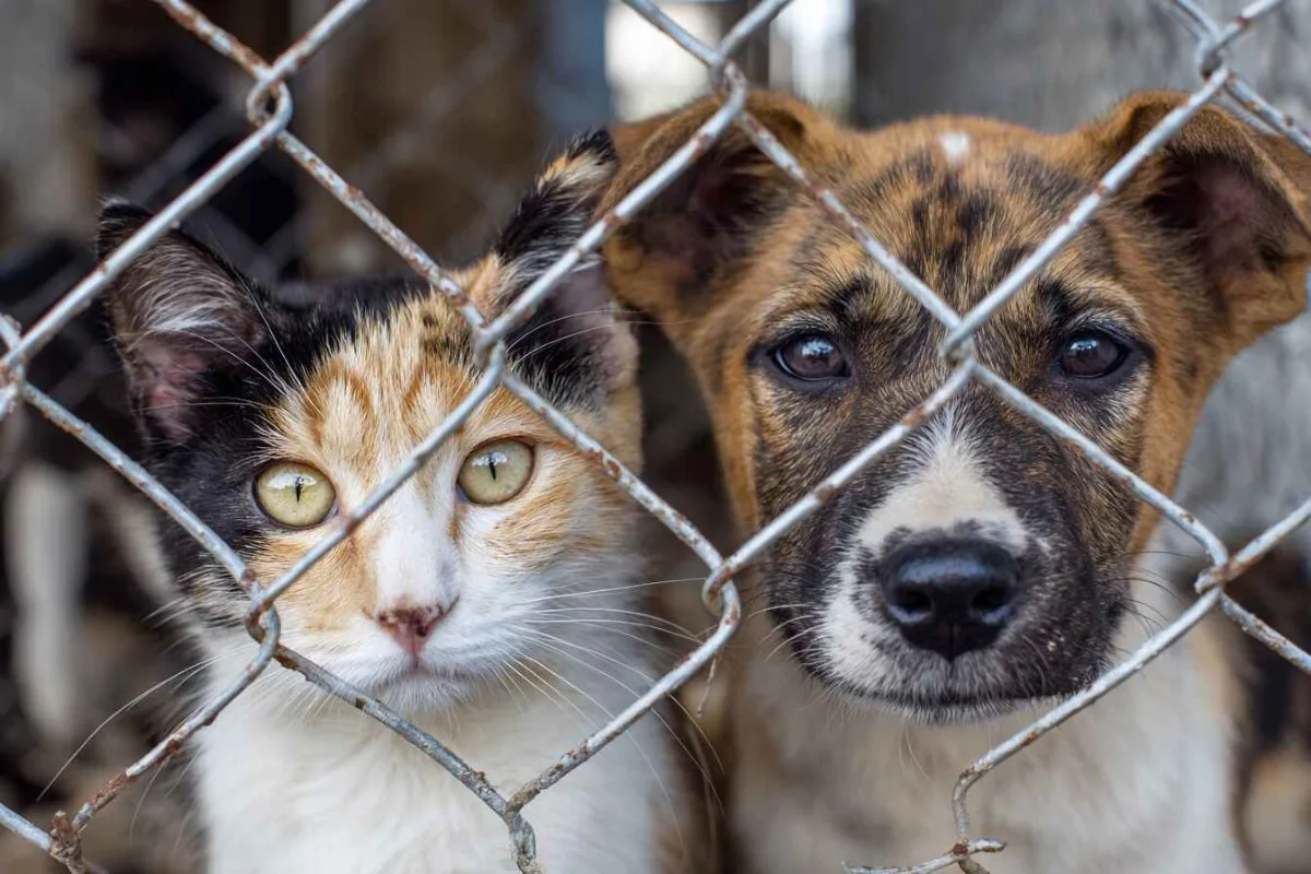 🐱🐶Спецрежим для бездомных животных планируют вводить в Нижегородской области
