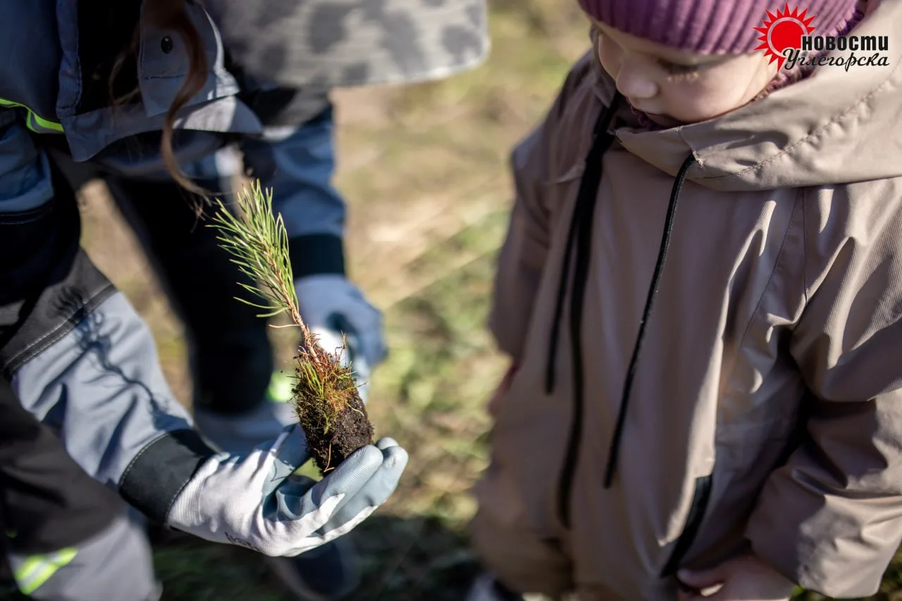 🌲 На берегу реки Сергеевки высадили 90 тысяч сосен — новый лес займёт 45 гектаров