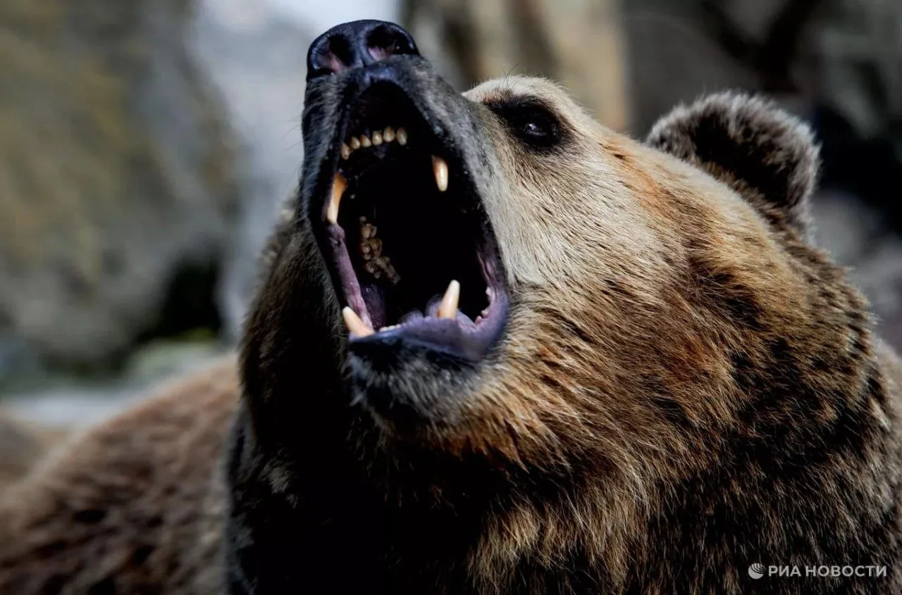 🐻Число жертв нападений медведей увеличилось до 29 в России.