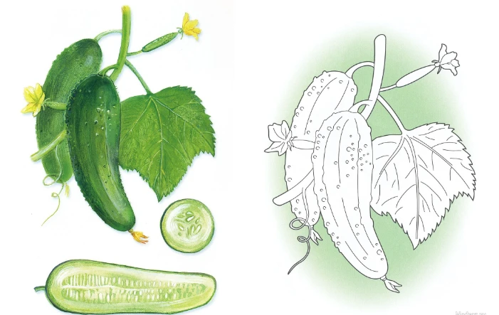 🥒 Овощное приключение — Раскраски для детей 5–7 лет