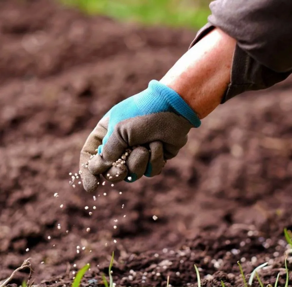 что сеять под зиму — закладываем ранний урожай! 🌱