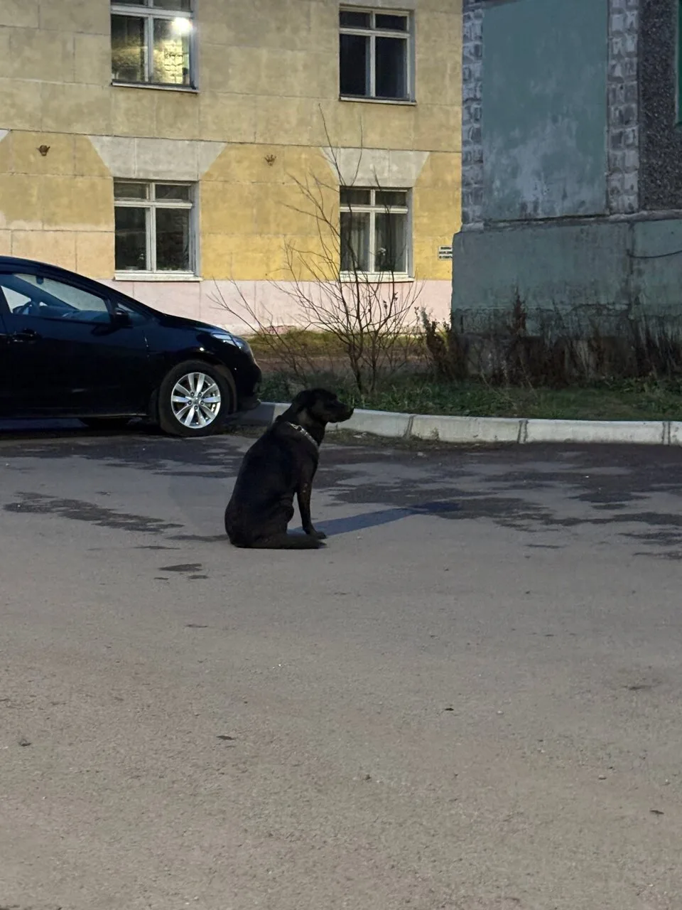 Потерялась собачка во втором районе, ориентировочно Суворова 30, 5 и 6 корпуса