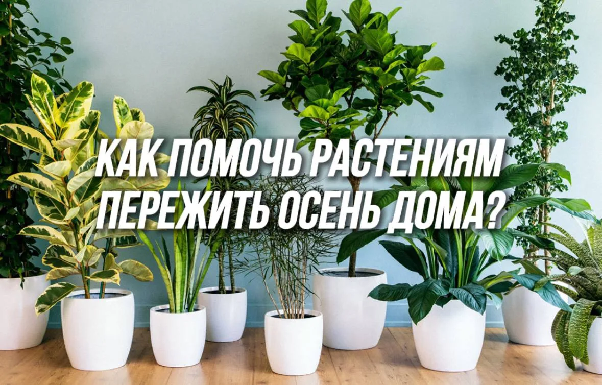 Осень в горшке: как ухаживать за растениями 🍁